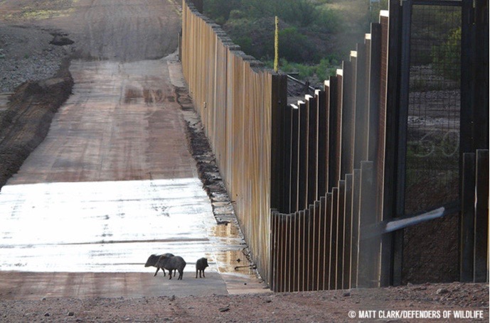 Experts call Mexican border wall a “crime against biodiversity”