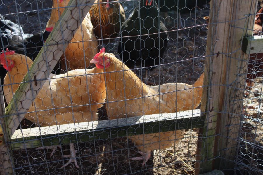 Chicken and horse owners say special precautions come with winter season