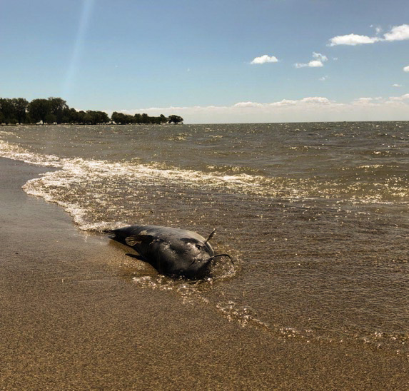 The sanitary and storm sewer system for Oakland and Macomb Counties is a contributor to the unsafe water conditions in Lake St. Clair.