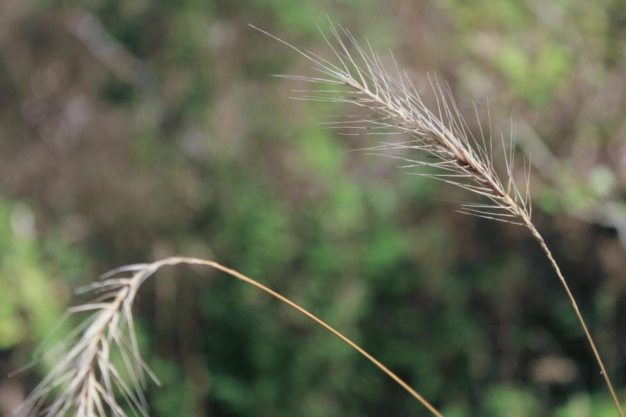 Phragmites, a non-native species of grass, will soon be removed from OU’s Biological Preserves. 
