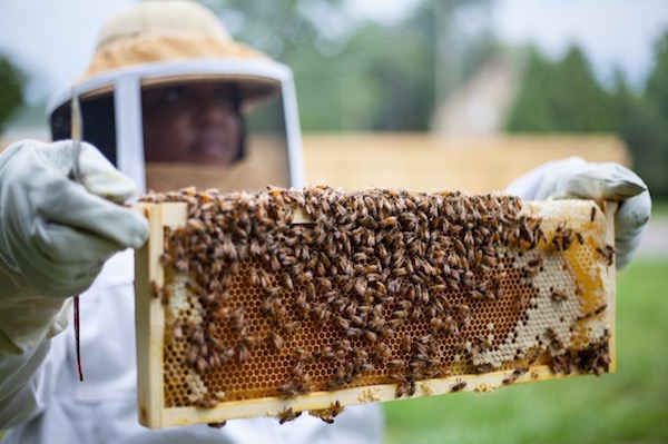 Detroit Hives have all the buzz
