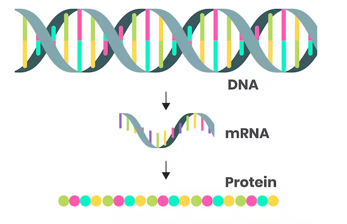 The future of mRNA technology