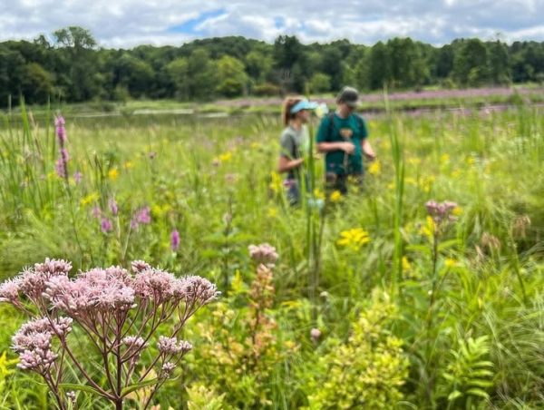 Photo courtesy of Oakland University’s Pollinator Conservation Organization