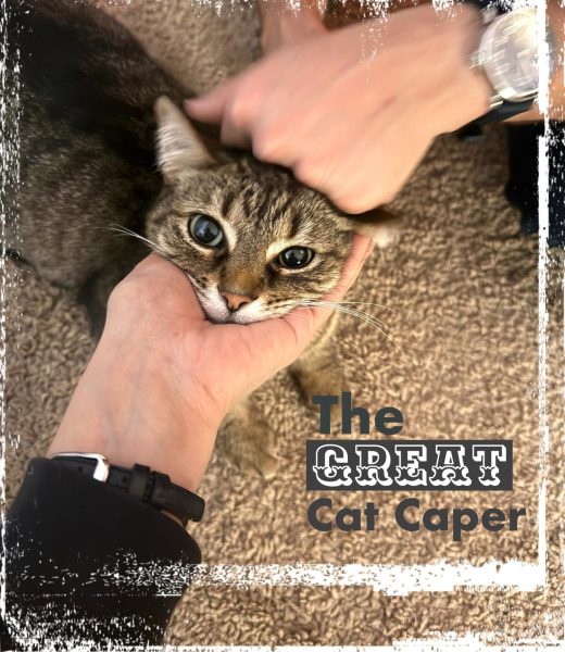 The great cat caper